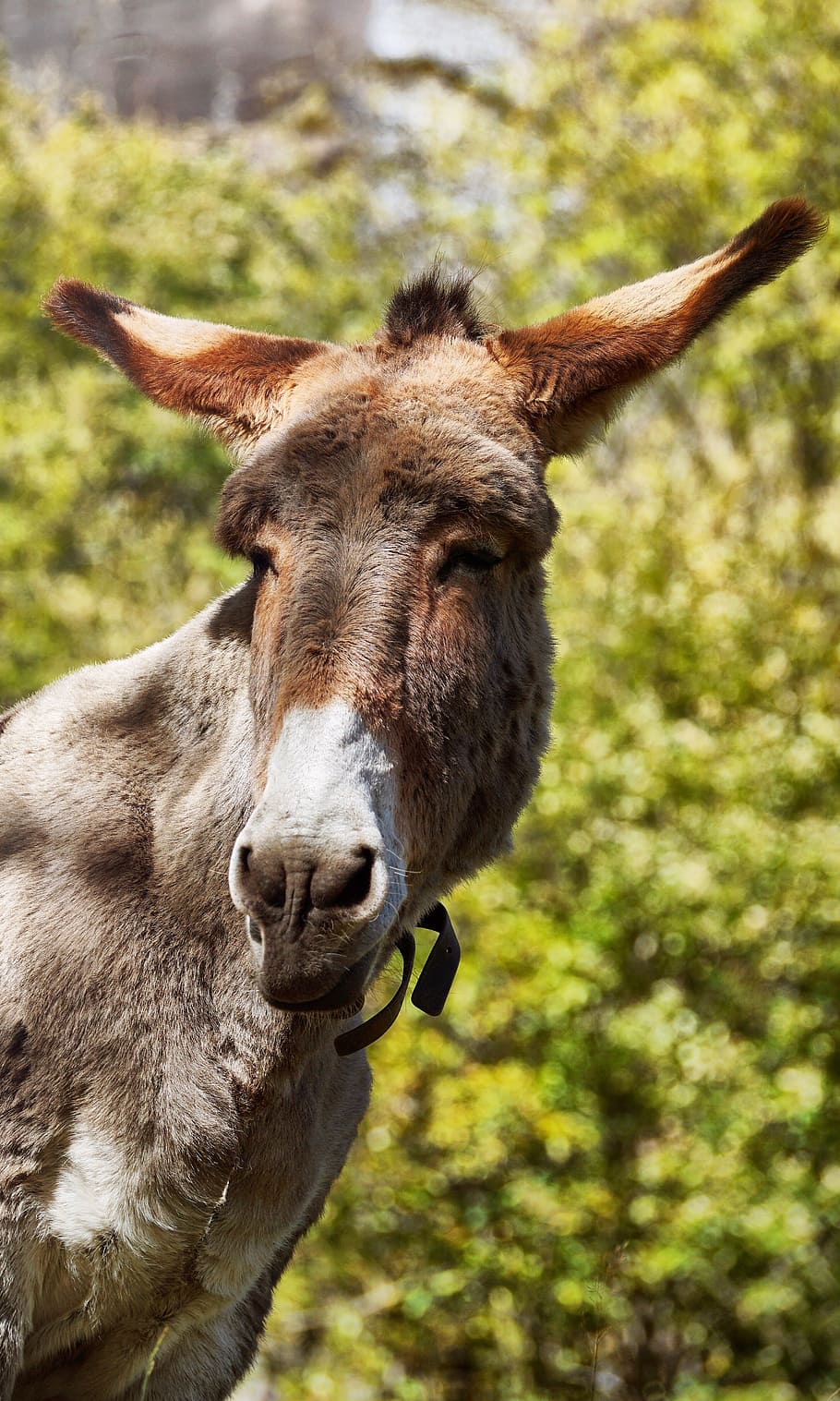 selective focus photography of brown donkey, animal, animals, HD wallpaper