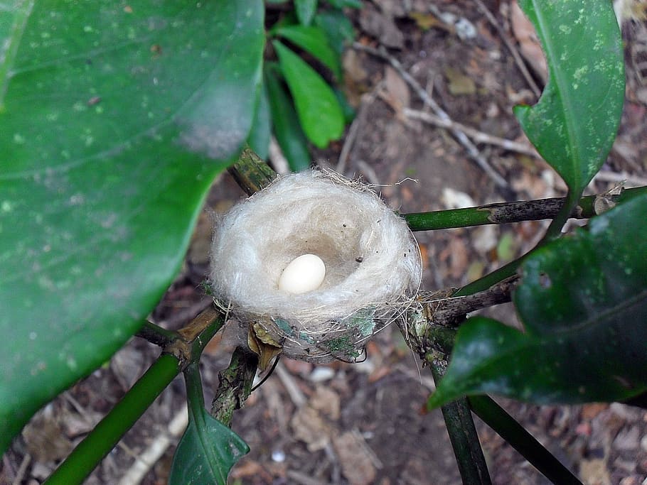 egg, nest, birds, life, birth, ecology, birdie, forest, animal world HD wallpaper