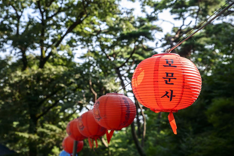 light, bomunsa, temple, lantern, tree, red, hanging, chinese lantern HD wallpaper