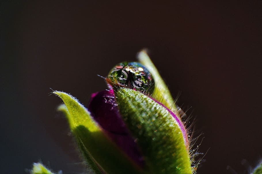 a, pretty, flower, animal themes, one animal, animal wildlife HD wallpaper