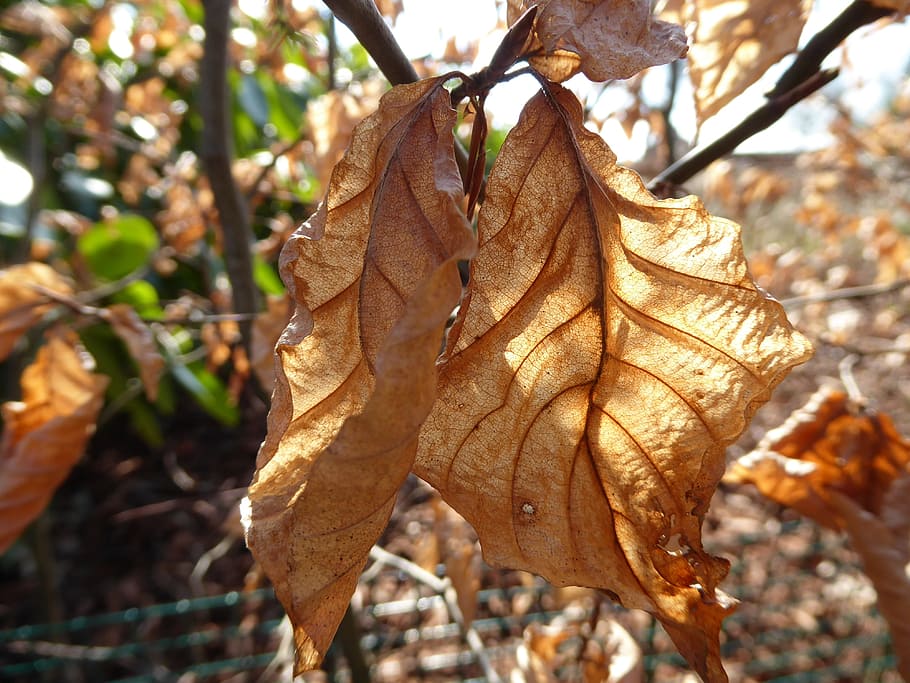Veins, Sunlight, Shadow, beukenblad, leaves, structure, leaf HD wallpaper
