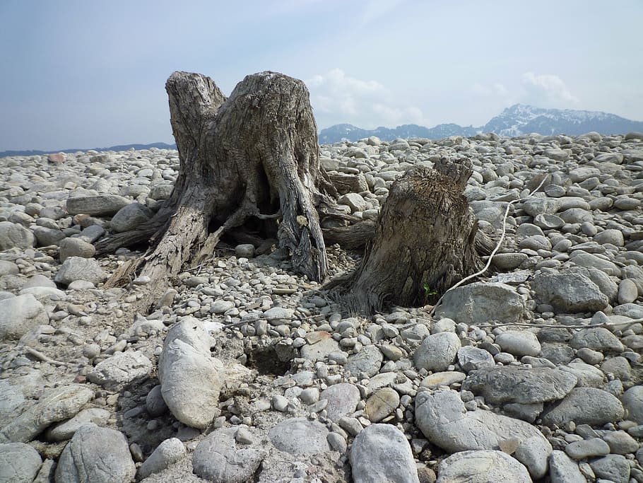 log, old, wood, tree, water, strains, end time, landscape, nature HD wallpaper