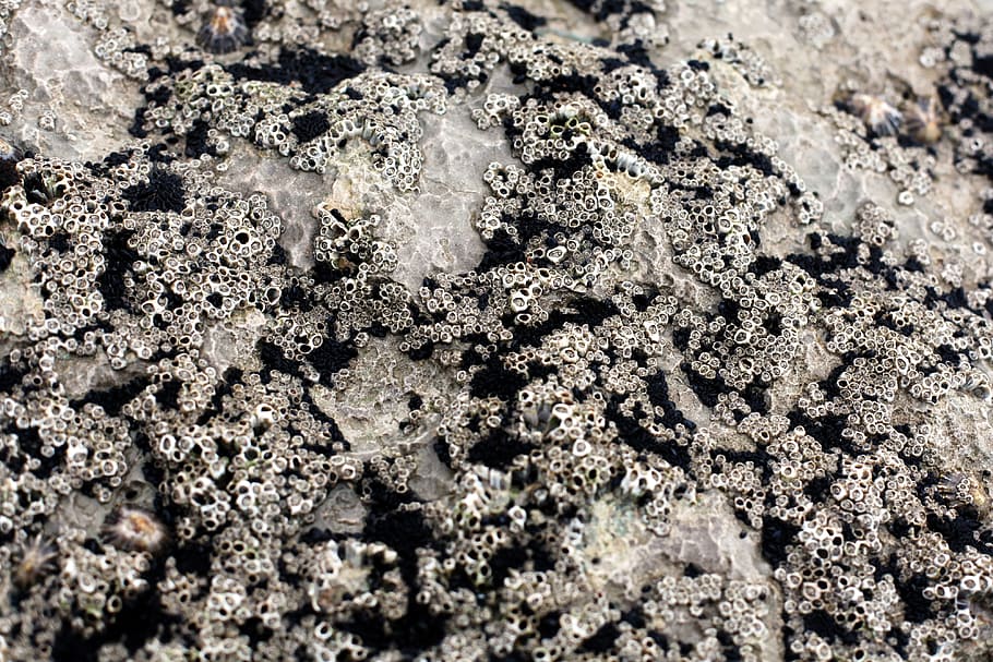 stone, rock, surface, texture, pattern, grey, abstract, geology HD wallpaper