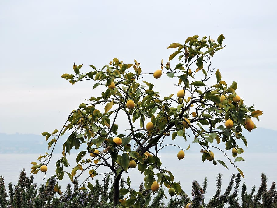 tree, lemon, lake, garda, italy, plant, growth, sky, healthy eating HD wallpaper