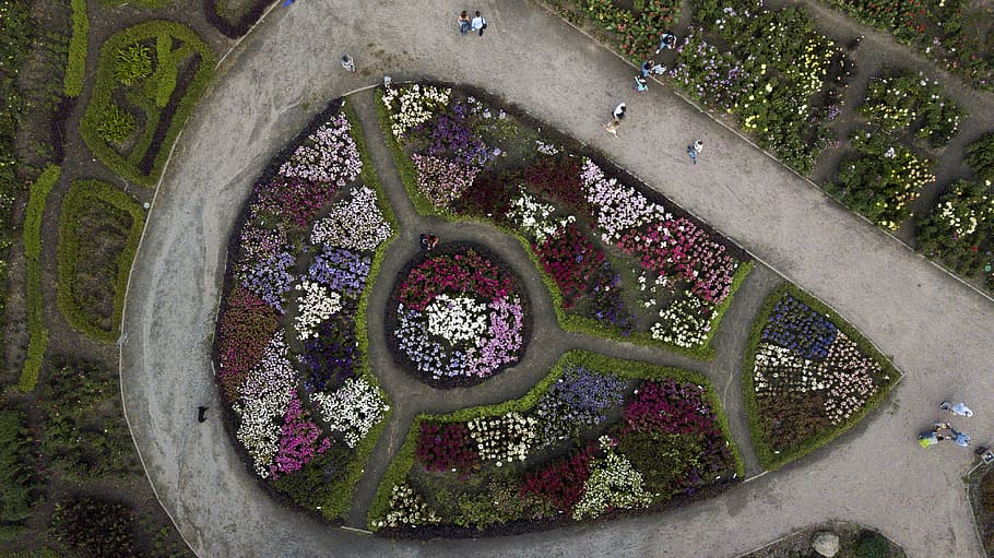bird's eye view photography of flower field, aerial photography of people walking on pathway with flower garden HD wallpaper