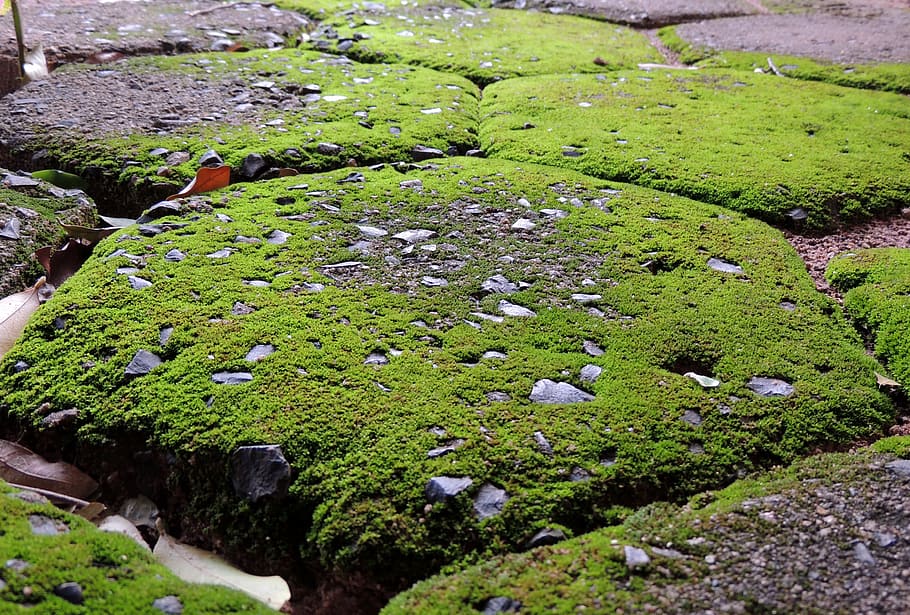 pavement, moss, parallelepiped, sidewalk, plant, green color HD wallpaper
