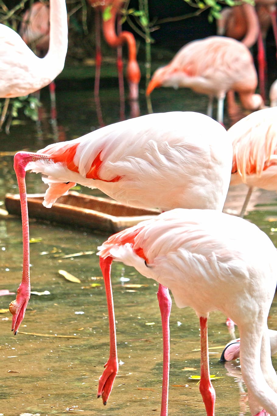 Hd Wallpaper Flamingo Pink Water Bird Pink Flamingo Zoo Animal