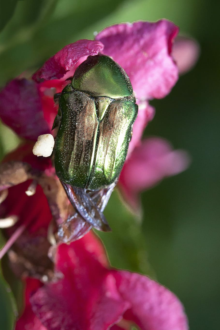 beetle, insect, macro, metallic, green, nature, flower, close HD wallpaper