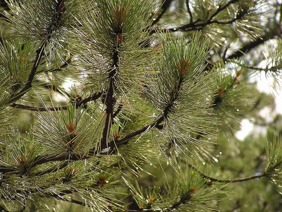 pine, tree, nature, green, branch, fir, season, natural, pine tree HD wallpaper