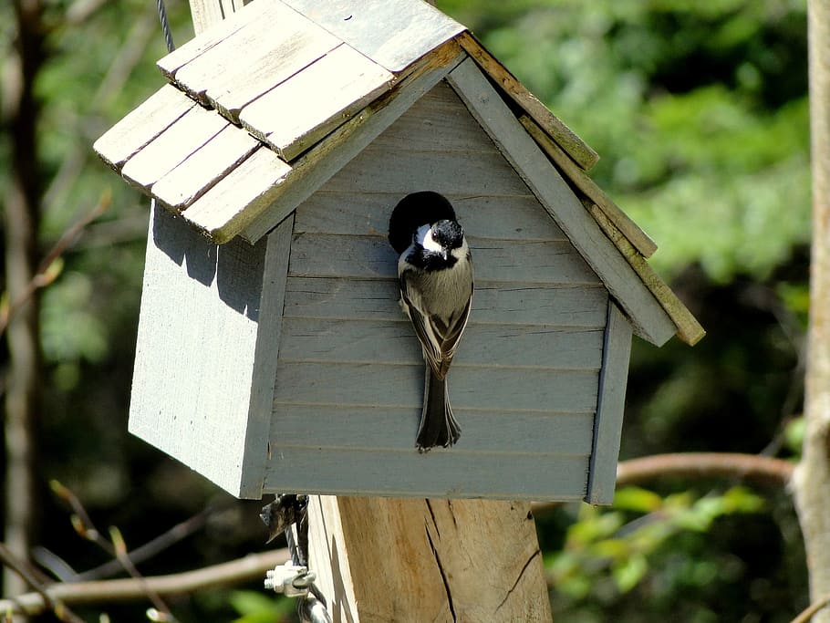 selective focus photography of black-capped chickadee perchin ong birdhouse HD wallpaper