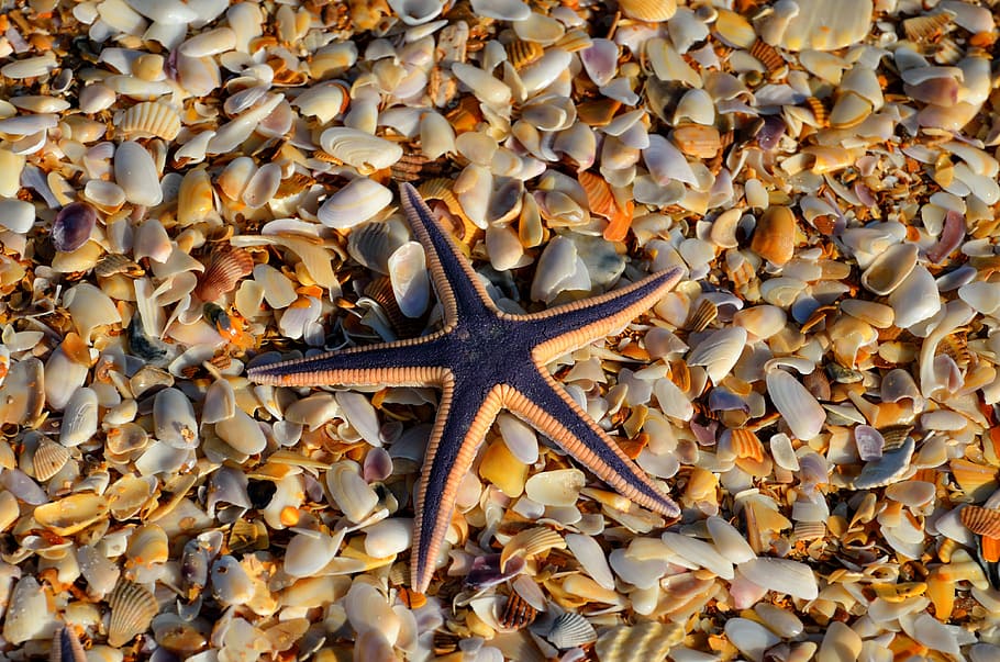 black and brown starfish on sheels, wildlife, nature, ocean, marine