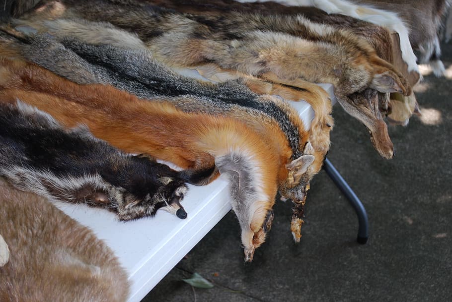 What Is Animal Hides And Skin at Adam Ross blog