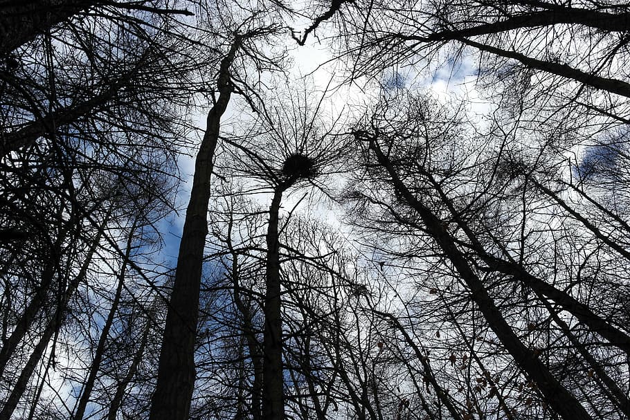 treetop, trees, forest, up, tall, perspective, woods, branches HD wallpaper