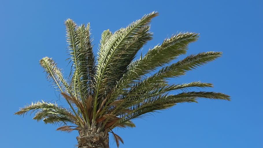 Palm, Tree, Wind, Tropical, sky, blue, agriculture, growth HD wallpaper