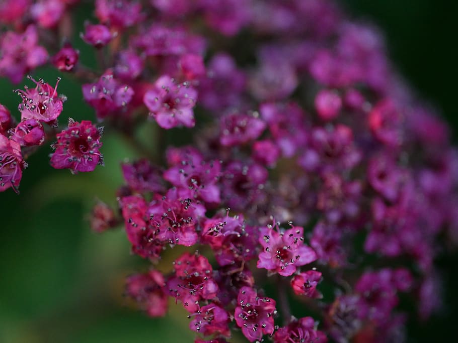 flower, soft, romantic, macro, flora, bloom, blossom, garden HD wallpaper