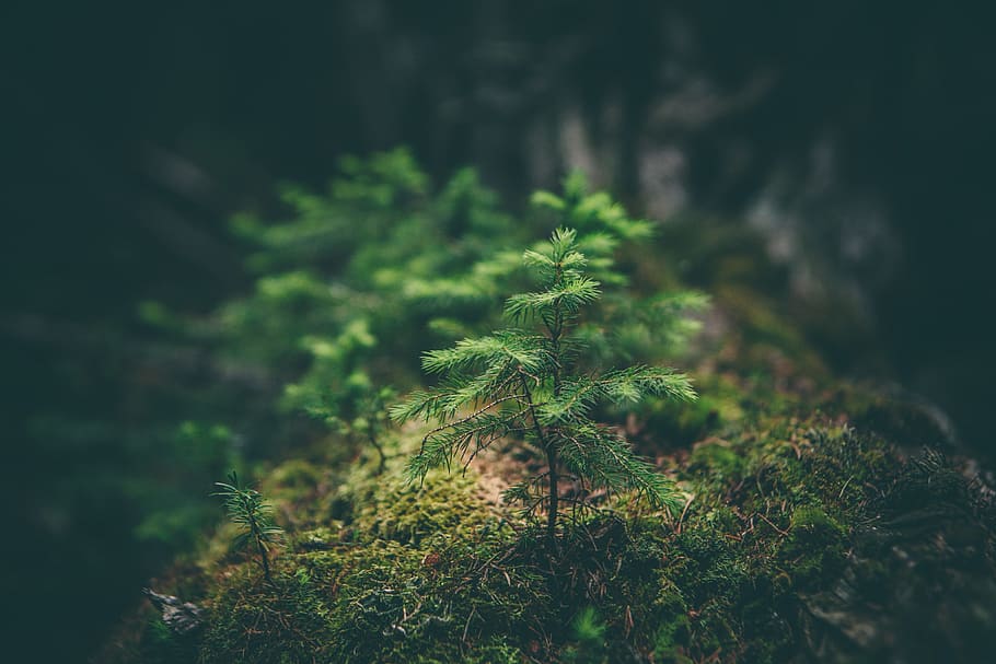 selective photography of green leaf plant, selective focus of green pine tree HD wallpaper
