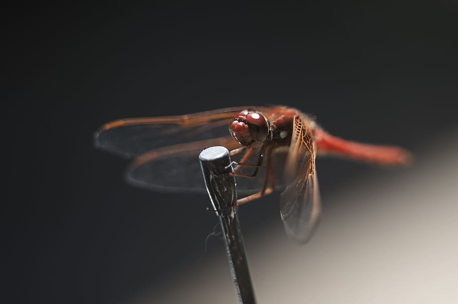 Dragonfly, Macro, Insect, Nature, Animal, wildlife, bug, natural HD wallpaper