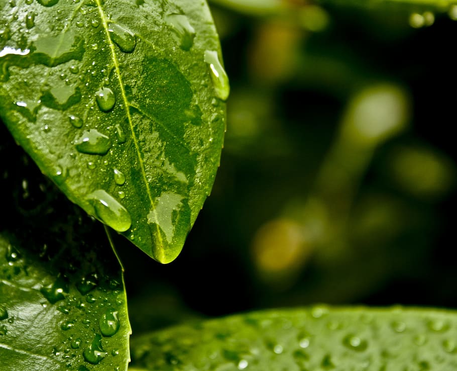 water, leaves, leaf, green, rain, drop, plant part, wet, close-up HD wallpaper