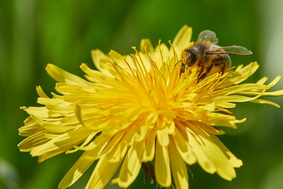 bee, flower, summer, macro, blossom, bloom, insect, close, garden HD wallpaper