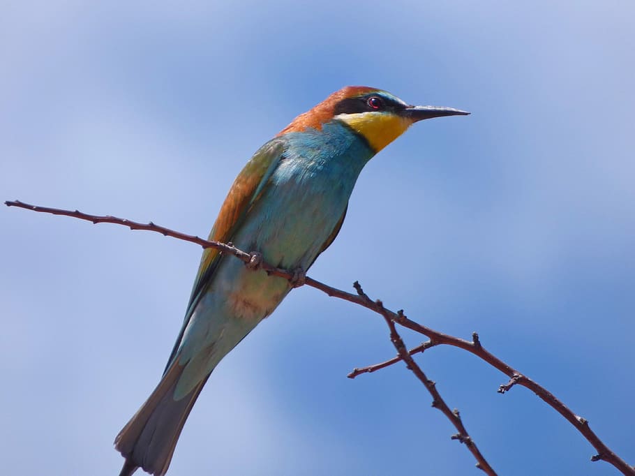 bee-eater, abellerol, merops apiaster, branch, sky, birds, wild life HD wallpaper