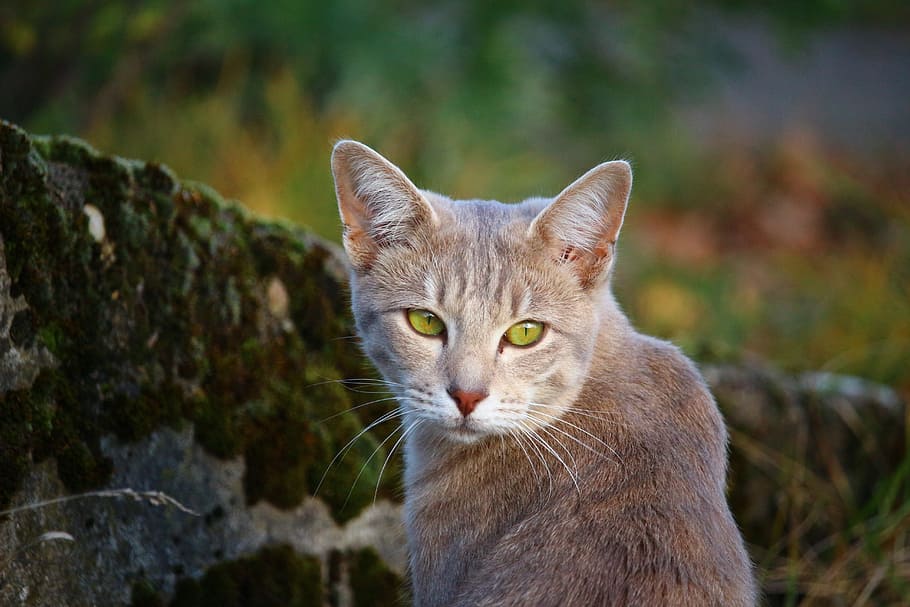 cat, stone wall, moss, mackerel, autumn, nature, tiger cat HD wallpaper