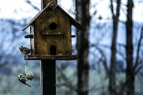 aviary, bird, birdhouse, blur, close-up, family, focus, hole HD wallpaper