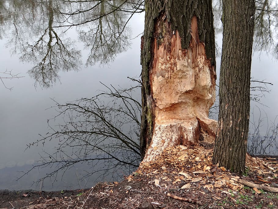 beavers work, tree, occlusion, tama, nature, water, poland HD wallpaper