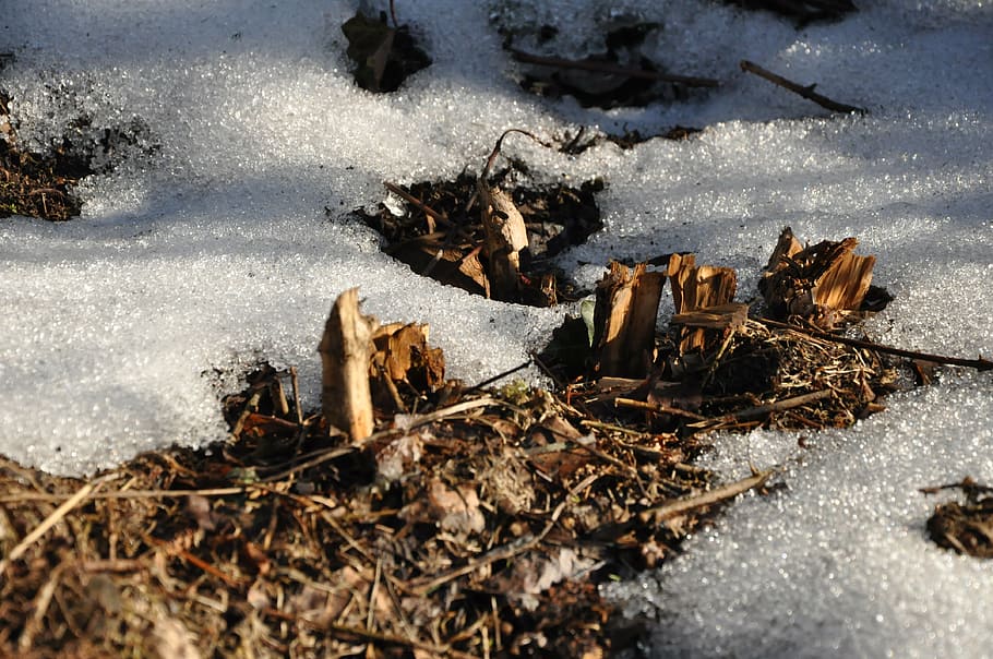 spring, winter, early spring, snow, fleece, plants, cold temperature HD wallpaper
