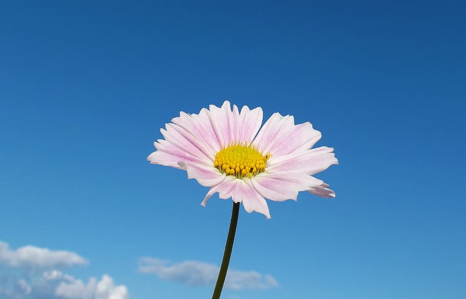 flower, cosmos, macro, close, pink flower, sky, clouds, garden HD wallpaper