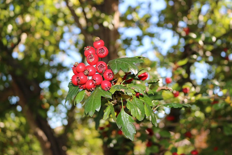 berries, red, tree, leaves, berry, green, nature, summer, branch HD wallpaper