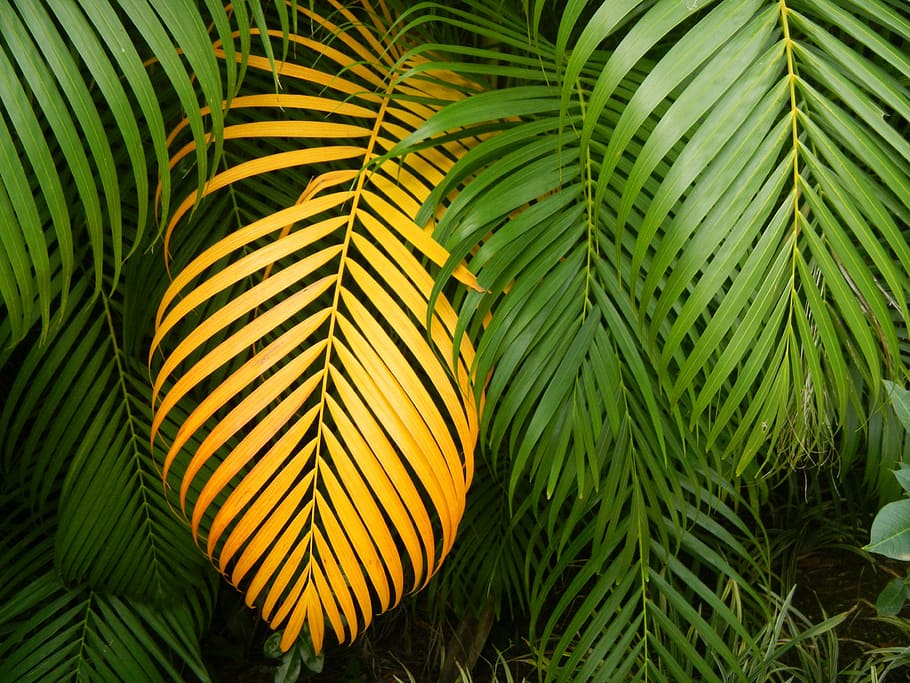yellow palm leaves surrounded by green palm leaves, leaf, multiplying