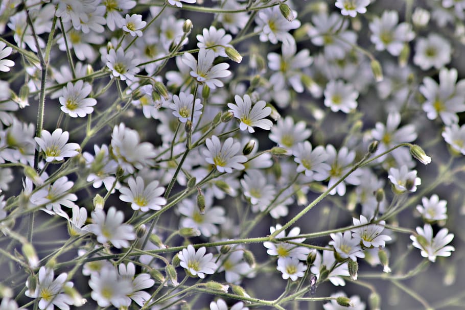 flowers, background, desktop, texture, grey, design, the effect of HD wallpaper
