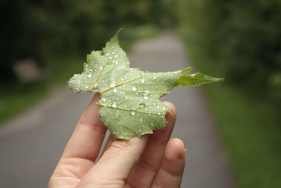 leaf, raindrop, dew, hand, nature, closeup, green, fresh, natural HD wallpaper