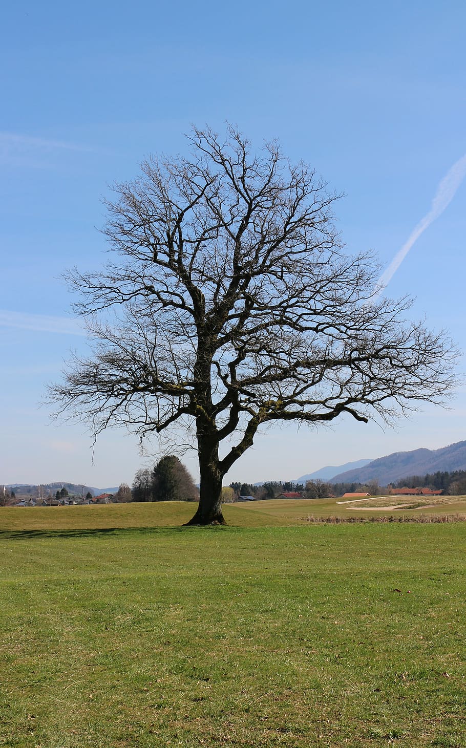 silhouette, tree, single, nature, meadow, sky, blue, plant HD wallpaper