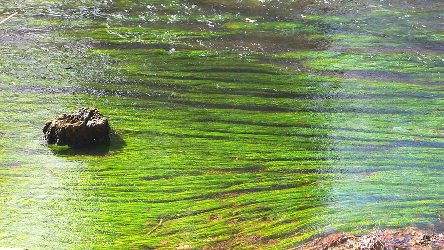 water, bach, flow, stream, landscape, nature, sea, green color HD wallpaper