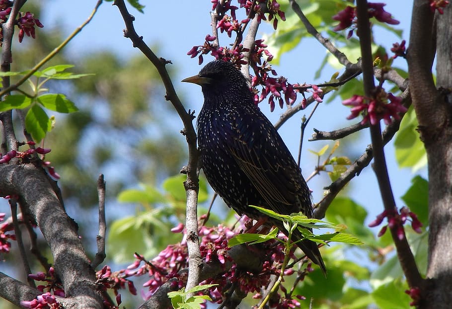 Blackbird, Nature, Spring, ornithology, tree, animal themes HD wallpaper