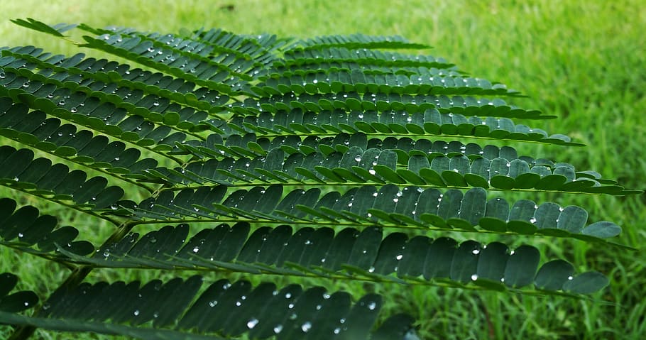 leafs, stem, water drops, green, green color, wet, plant part HD wallpaper