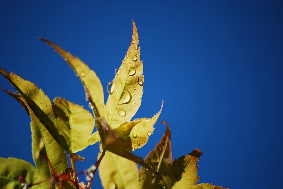drop, leaf, sky, get wet, natural, rain, after the rain, tranquility HD wallpaper