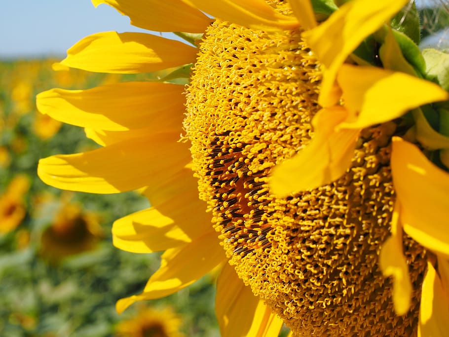 Sun Flower, Bee, Blossom, Bloom, Nectar, inflorescence, flower basket HD wallpaper