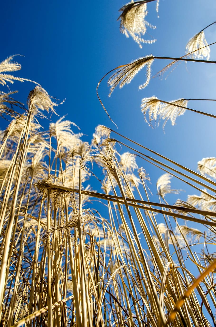 plant, blue, sky, botanic, floral, nature, spring, seasons HD wallpaper