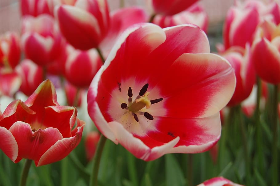 Tulip, Pink, Spring, Garden, red, growth, plant, close-up, nature HD wallpaper