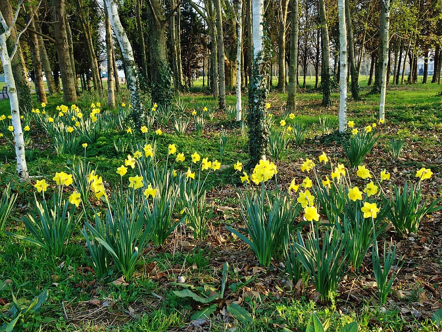 Forest, Trees, Daffodil, Daffodils, yellow, flower, flowers HD wallpaper