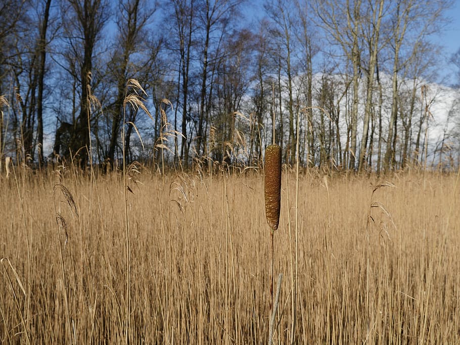 Reed, Bulrush, rietsigaar, nature, rural Scene, outdoors, landscape HD wallpaper
