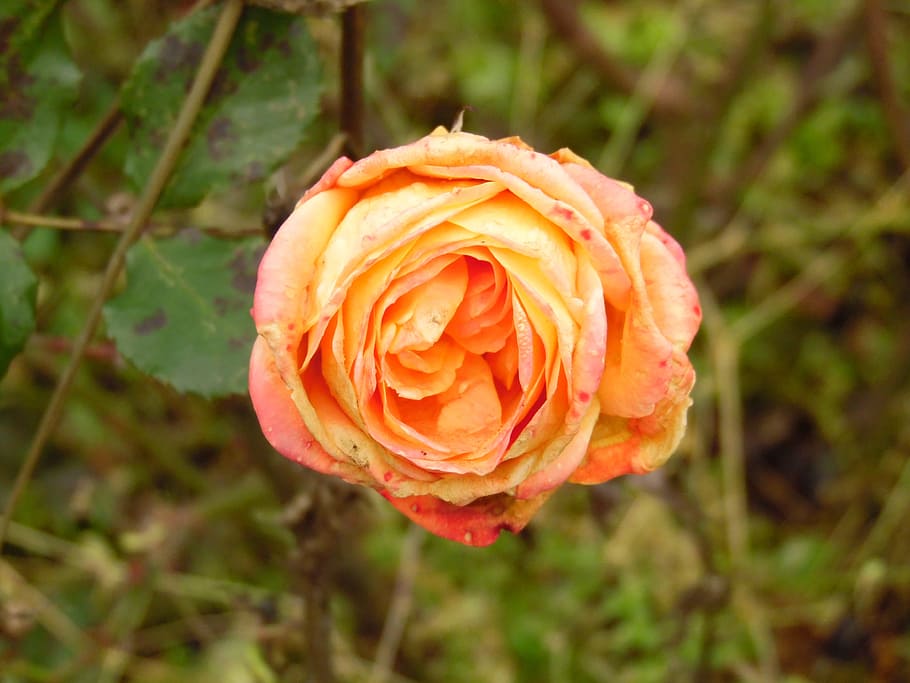 rose bloom, orange, flower, flowering plant, rose - flower HD wallpaper
