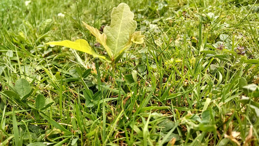 Scion, Oak, Tree, Meadow, Nature, deciduous tree, landscape HD wallpaper