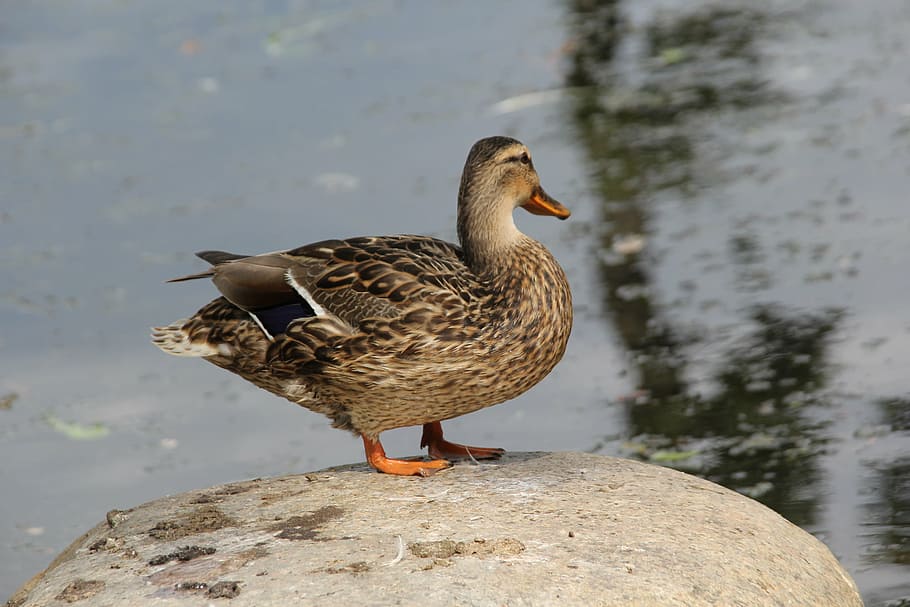 duck, water, bird, animal, animal themes, animal wildlife, animals in the wild HD wallpaper