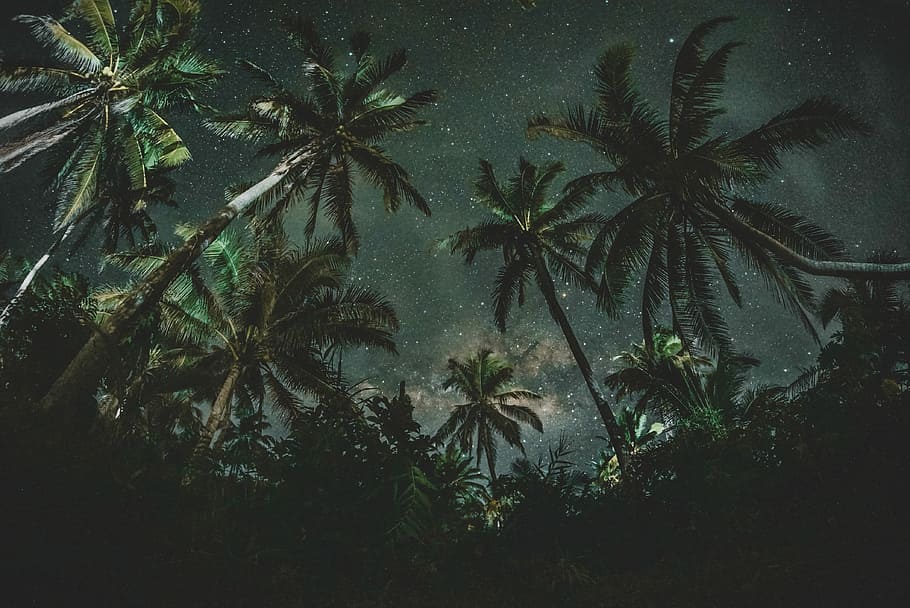 low angle photography of a coconut trees with stars as background, low angle photo of coconut trees during nighttime HD wallpaper