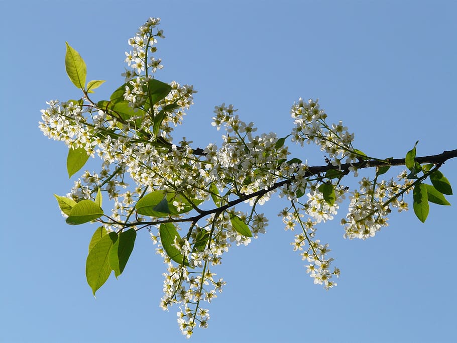 common bird cherry, black cherry, tree, flowers, white, spring HD wallpaper