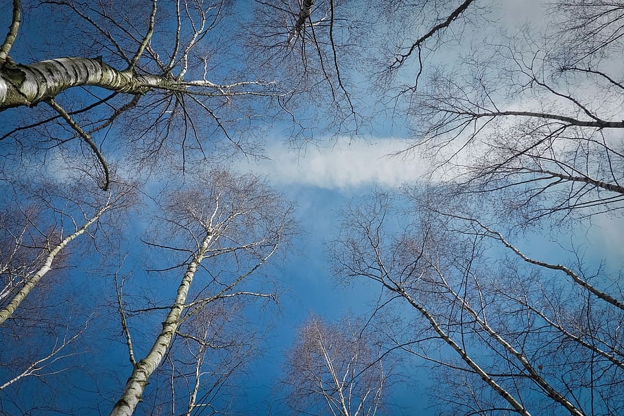 bare trees during daytime, birch, nature, tribe, wood, aesthetic HD wallpaper