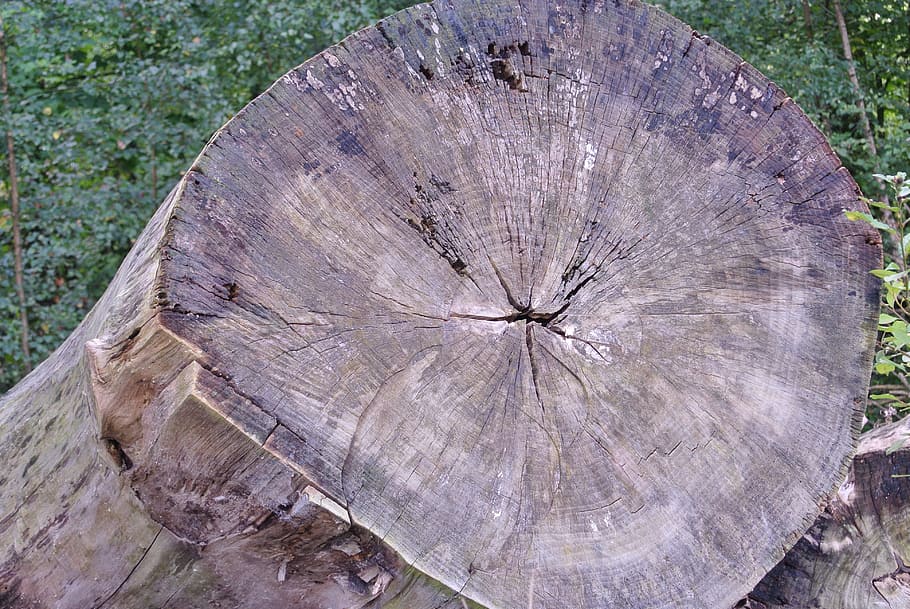Annual Rings, Tree Bark, Tribe, nature, log, wood - Material, HD wallpaper